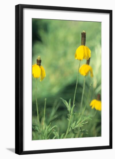 Buffalo River 27-Gordon Semmens-Framed Photographic Print