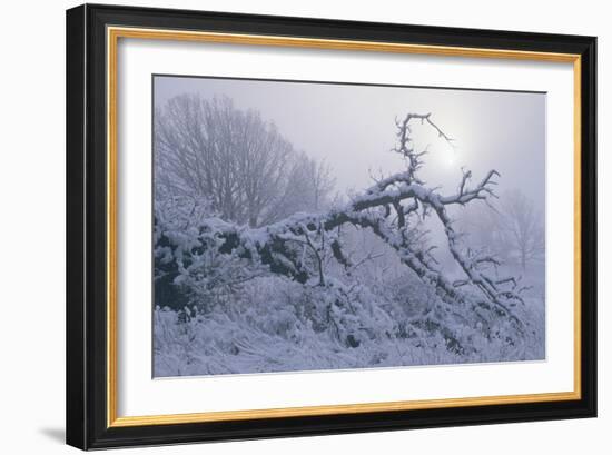 Buffalo River 39-Gordon Semmens-Framed Photographic Print