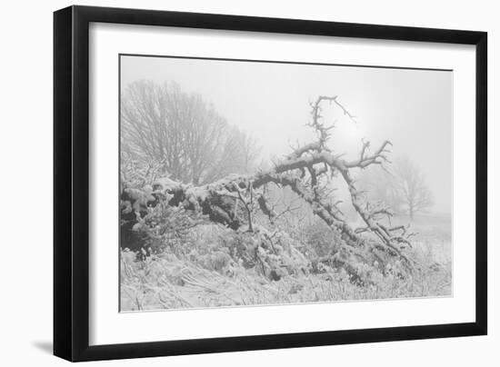 Buffalo River 44-Gordon Semmens-Framed Photographic Print