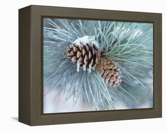 Buffalo River 62-Gordon Semmens-Framed Premier Image Canvas