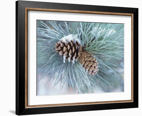 Buffalo River 62-Gordon Semmens-Framed Photographic Print