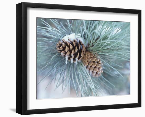 Buffalo River 62-Gordon Semmens-Framed Photographic Print