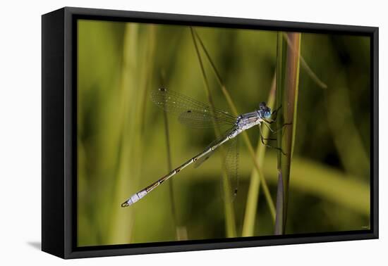 Buffalo River 913-Gordon Semmens-Framed Premier Image Canvas