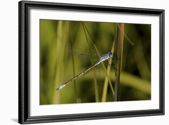 Buffalo River 913-Gordon Semmens-Framed Photographic Print