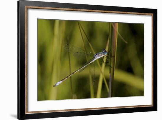 Buffalo River 913-Gordon Semmens-Framed Photographic Print