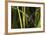 Buffalo River 917-Gordon Semmens-Framed Photographic Print