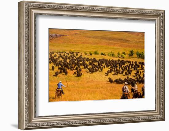 Buffalo Round Up, Custer State Park, Black Hills, South Dakota, United States of America-Laura Grier-Framed Photographic Print