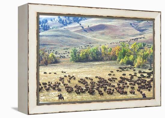 Buffalo Round-Up, Custer State Park, South Dakota-null-Framed Premier Image Canvas