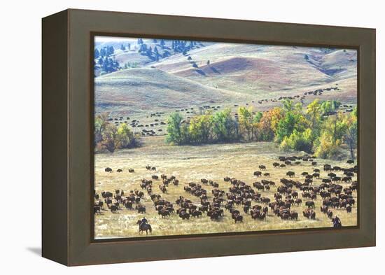 Buffalo Round-Up, Custer State Park, South Dakota-null-Framed Premier Image Canvas