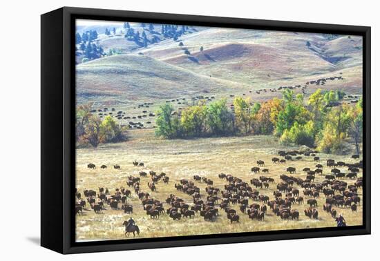 Buffalo Round-Up, Custer State Park, South Dakota-null-Framed Premier Image Canvas