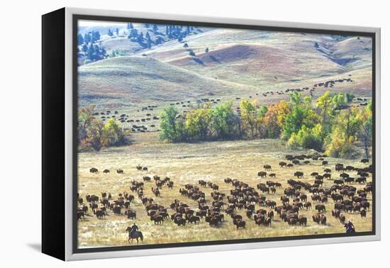 Buffalo Round-Up, Custer State Park, South Dakota-null-Framed Premier Image Canvas