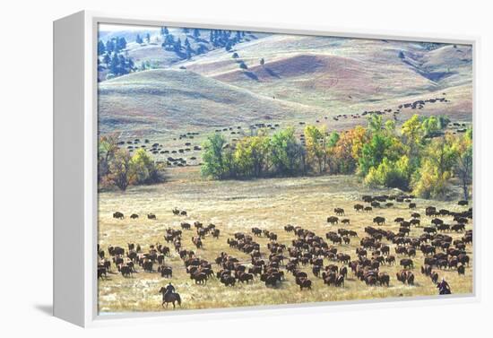 Buffalo Round-Up, Custer State Park, South Dakota-null-Framed Premier Image Canvas