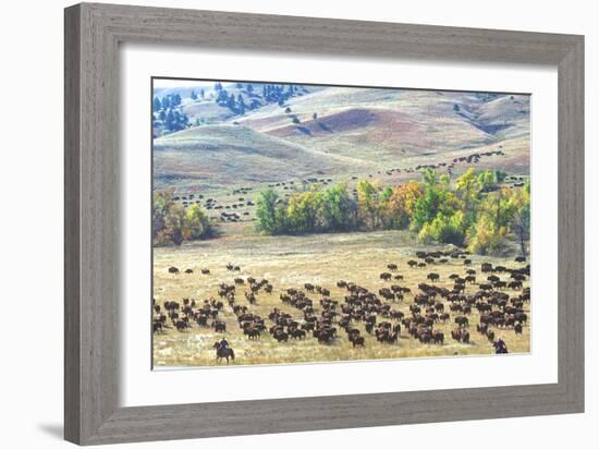 Buffalo Round-Up, Custer State Park, South Dakota-null-Framed Photographic Print