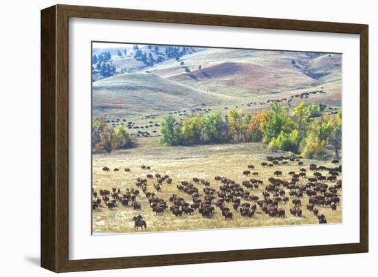 Buffalo Round-Up, Custer State Park, South Dakota-null-Framed Photographic Print