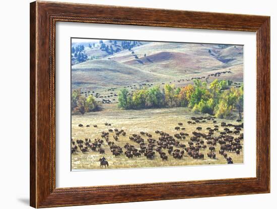 Buffalo Round-Up, Custer State Park, South Dakota-null-Framed Photographic Print