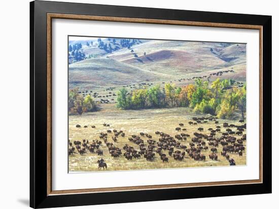 Buffalo Round-Up, Custer State Park, South Dakota-null-Framed Photographic Print