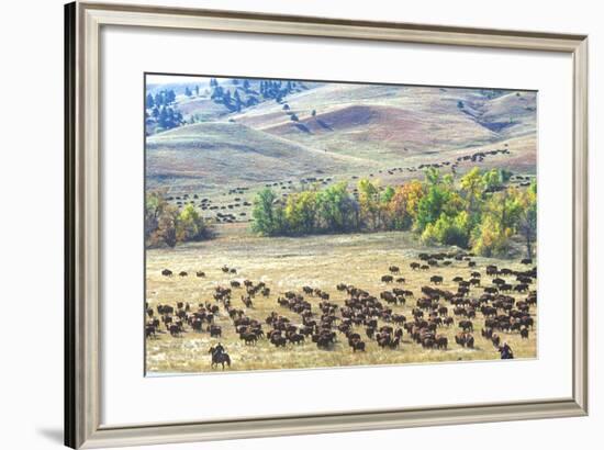 Buffalo Round-Up, Custer State Park, South Dakota-null-Framed Photographic Print