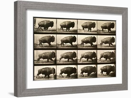 Buffalo Running, Animal Locomotion Plate 700-null-Framed Giclee Print