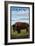 Buffalo Scene - New Mexico-Lantern Press-Framed Art Print