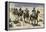 Buffalo Soldiers in the Arizona Desert-null-Framed Premier Image Canvas