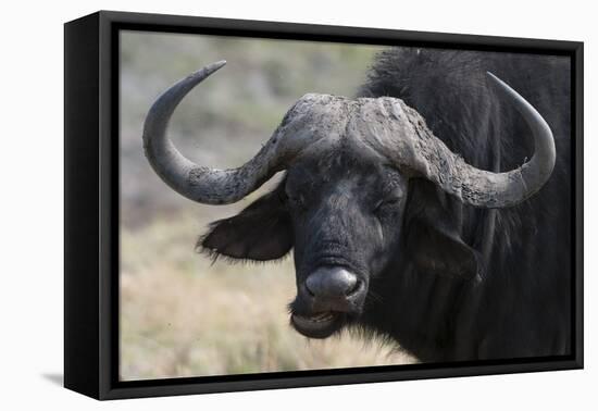 Buffalo (Syncerus Caffer), Chobe National Park, Botswana, Africa-Sergio Pitamitz-Framed Premier Image Canvas