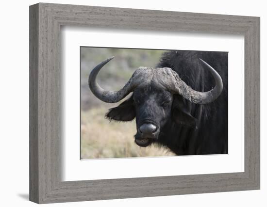 Buffalo (Syncerus Caffer), Chobe National Park, Botswana, Africa-Sergio Pitamitz-Framed Photographic Print