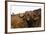 Buffalo (Syncerus caffer), Hluhluwe-Imfolozi Park, Kwazulu-Natal, South Africa, Africa-Christian Kober-Framed Photographic Print