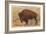 Buffalo, Yellowstone Park, Montana-null-Framed Premium Giclee Print