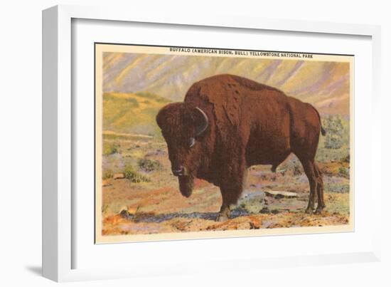 Buffalo, Yellowstone Park, Montana-null-Framed Premium Giclee Print