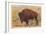 Buffalo, Yellowstone Park, Montana-null-Framed Premium Giclee Print