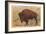 Buffalo, Yellowstone Park, Montana-null-Framed Premium Giclee Print