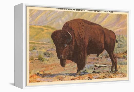 Buffalo, Yellowstone Park, Montana-null-Framed Stretched Canvas