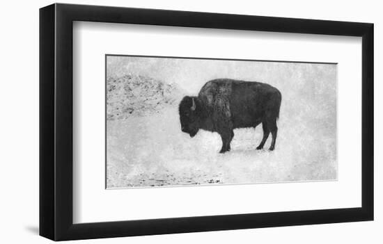 Buffalo-Trent Foltz-Framed Art Print