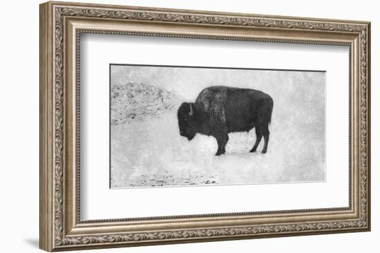 Buffalo-Trent Foltz-Framed Art Print