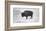 Buffalo-Trent Foltz-Framed Art Print