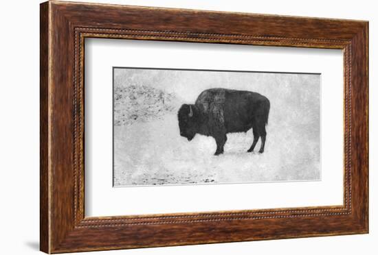 Buffalo-Trent Foltz-Framed Art Print