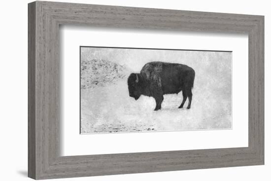 Buffalo-Trent Foltz-Framed Art Print