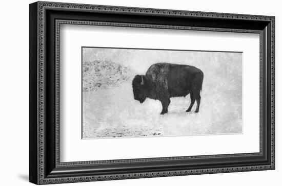 Buffalo-Trent Foltz-Framed Art Print