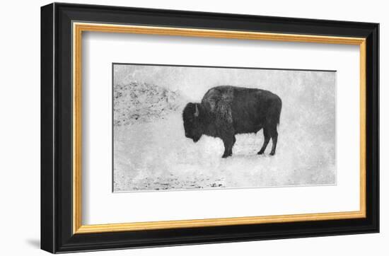 Buffalo-Trent Foltz-Framed Art Print