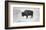 Buffalo-Trent Foltz-Framed Art Print