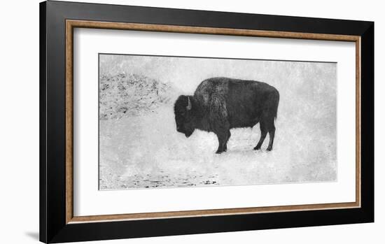 Buffalo-Trent Foltz-Framed Giclee Print