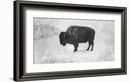 Buffalo-Trent Foltz-Framed Giclee Print