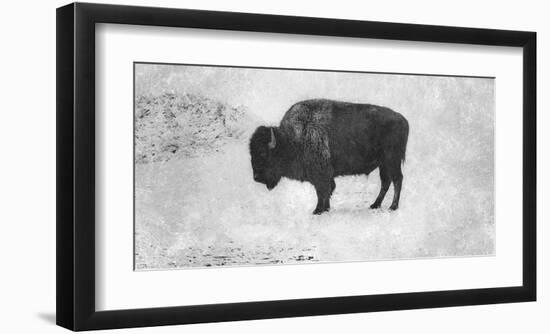 Buffalo-Trent Foltz-Framed Giclee Print