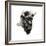 Buffalo-Philippe Debongnie-Framed Giclee Print