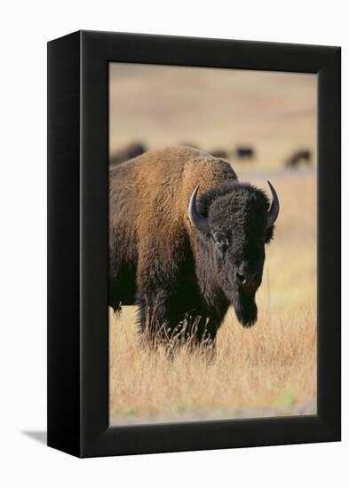 Buffalo-DLILLC-Framed Premier Image Canvas