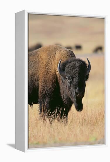 Buffalo-DLILLC-Framed Premier Image Canvas