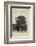 Buffalo-DLILLC-Framed Photographic Print