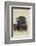 Buffalo-DLILLC-Framed Photographic Print