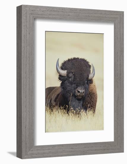 Buffalo-DLILLC-Framed Photographic Print