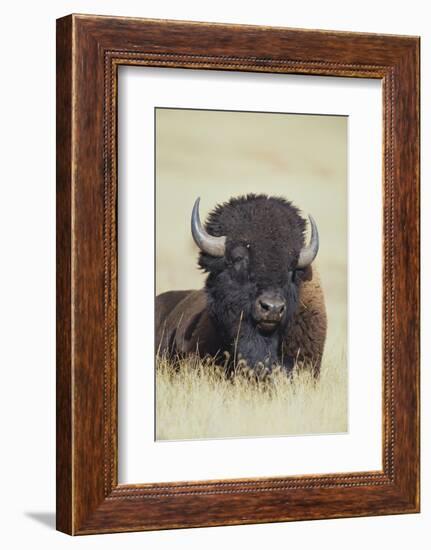 Buffalo-DLILLC-Framed Photographic Print